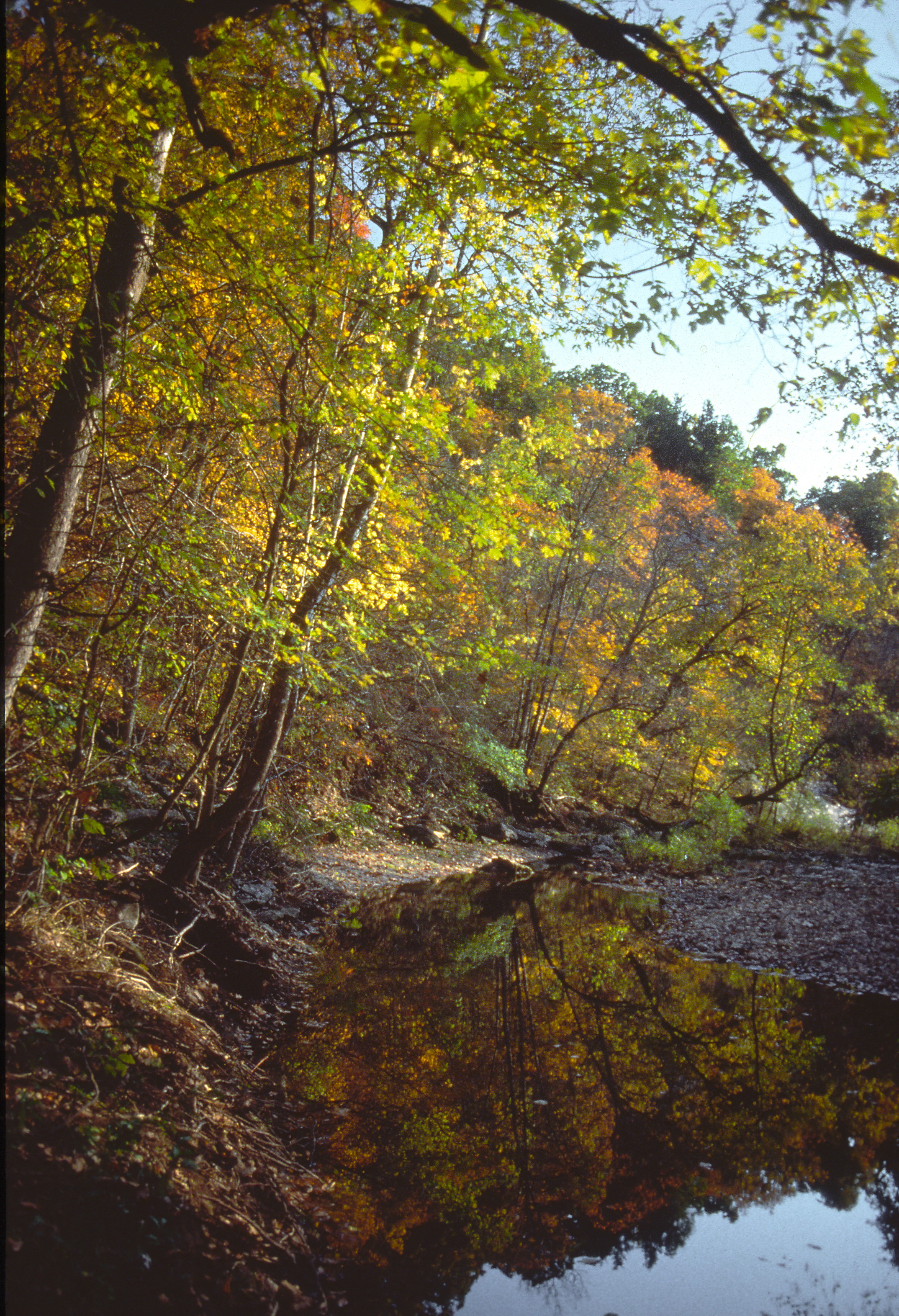 fall color trees line the stream bank