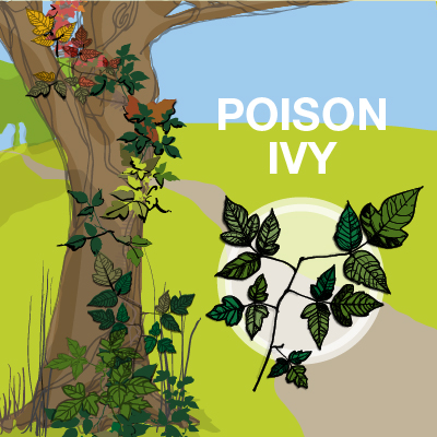 an illustration of poison ivy leaves