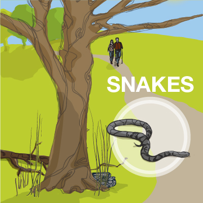 an illustration of a snake on a trail