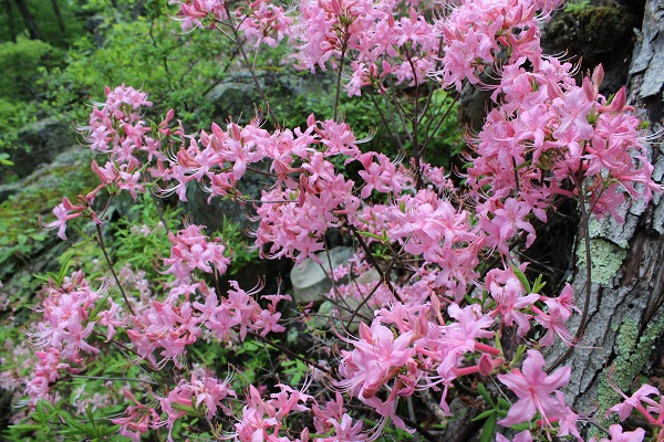 Azalea in bloom at Hawn State Park