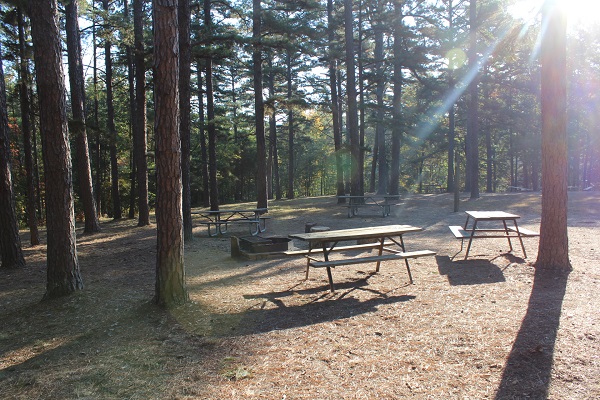 picnic tables under lots of trees 