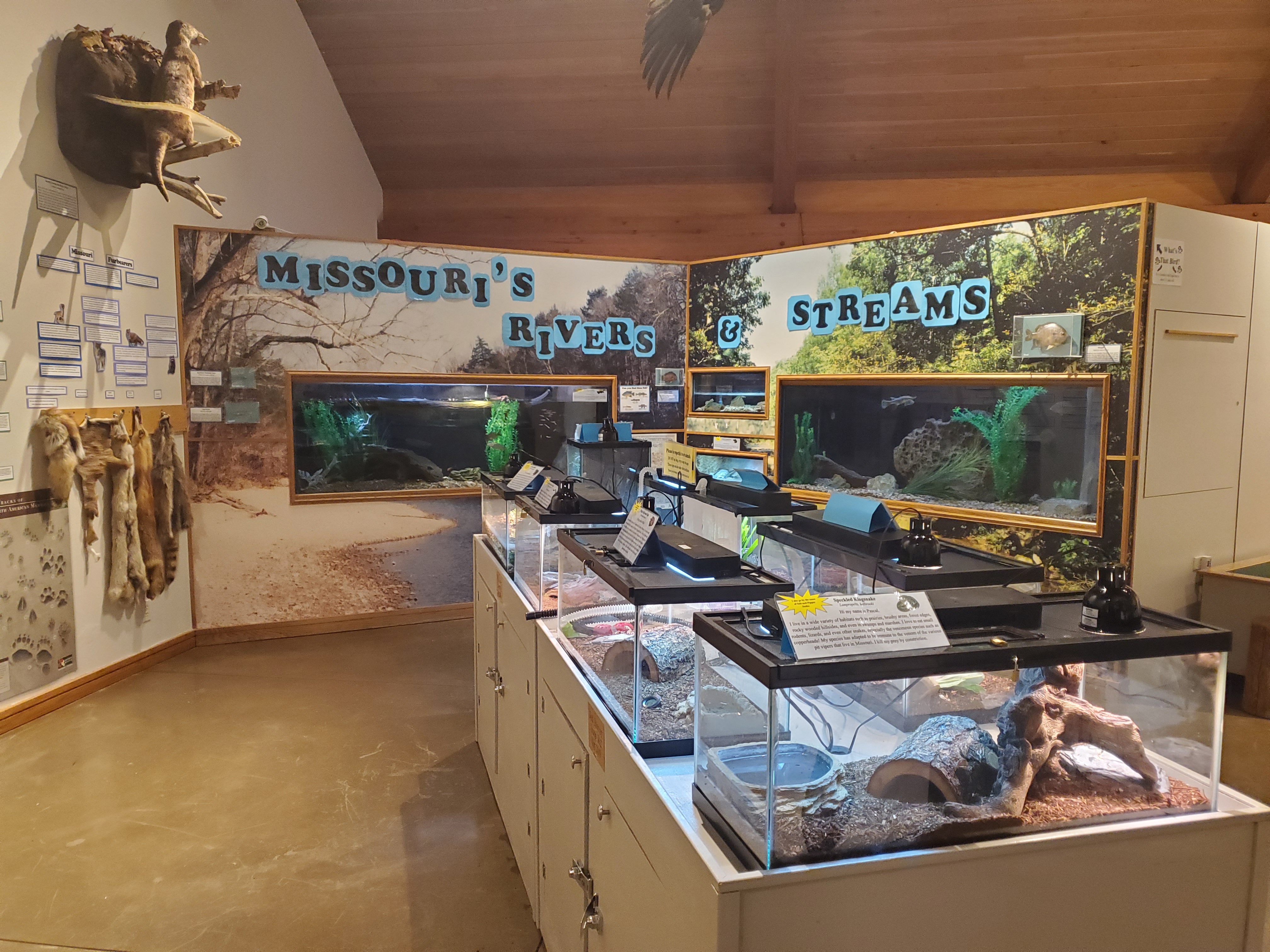 A room of interpretive displays, including animal furs, a diorama of Missouri streams and rivers, and reptile enclosures
