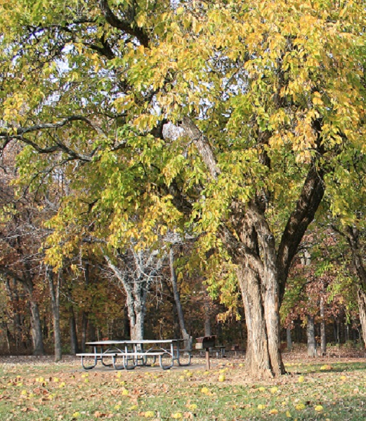 picnic tables and grill under tall trees