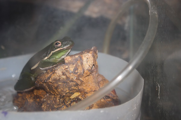 a live frog on display inside the nature center