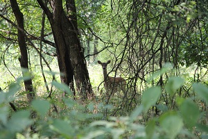 a deer peeping from behind tree branches in the woods