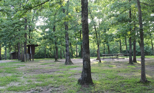 picnic tables under tall trees