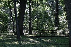 picnic table under large shade trees